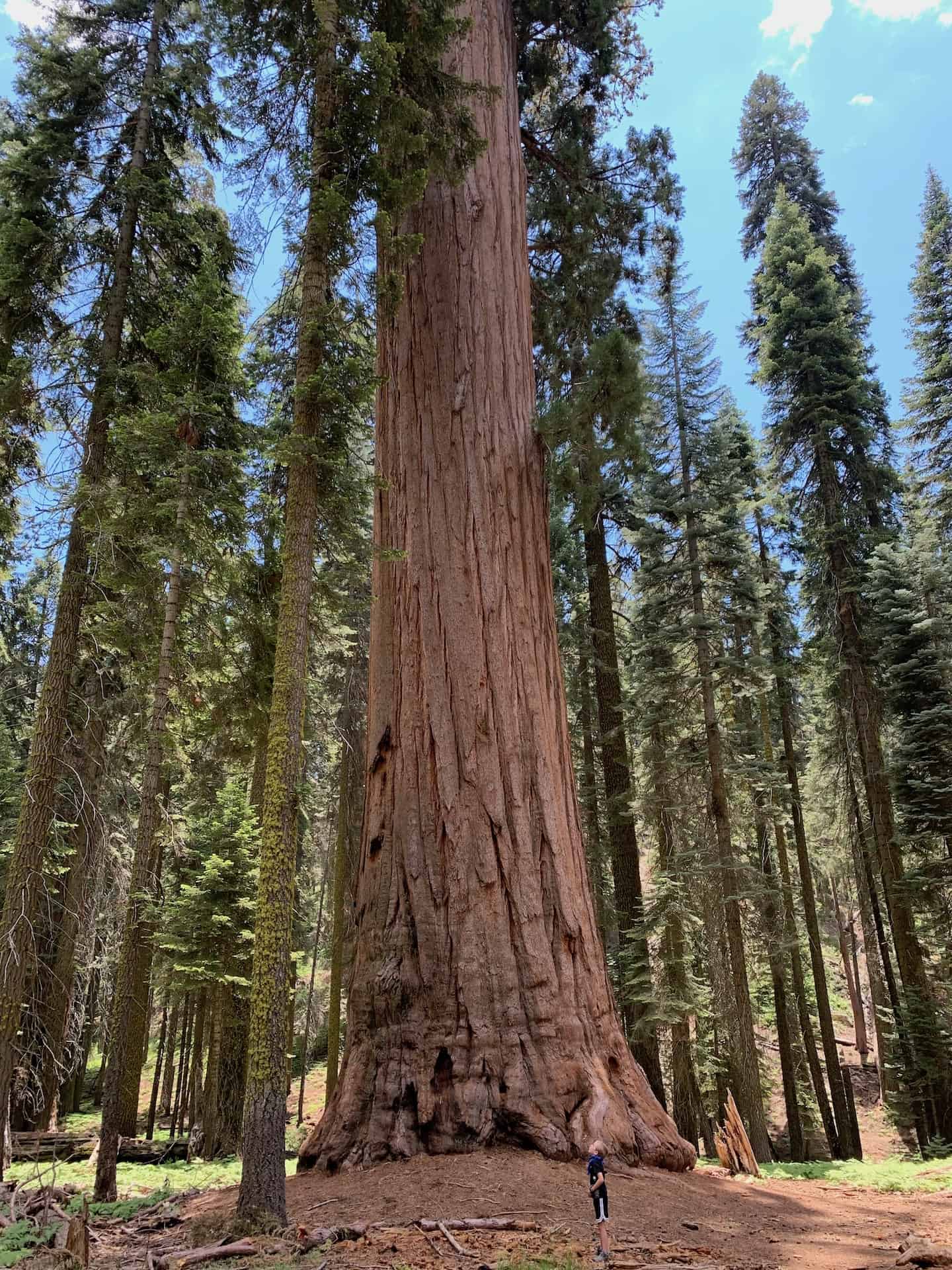 VISITING SEQUOIA NATIONAL PARK – WHAT TO DO IN SEQUOIA AND KINGS CANYON