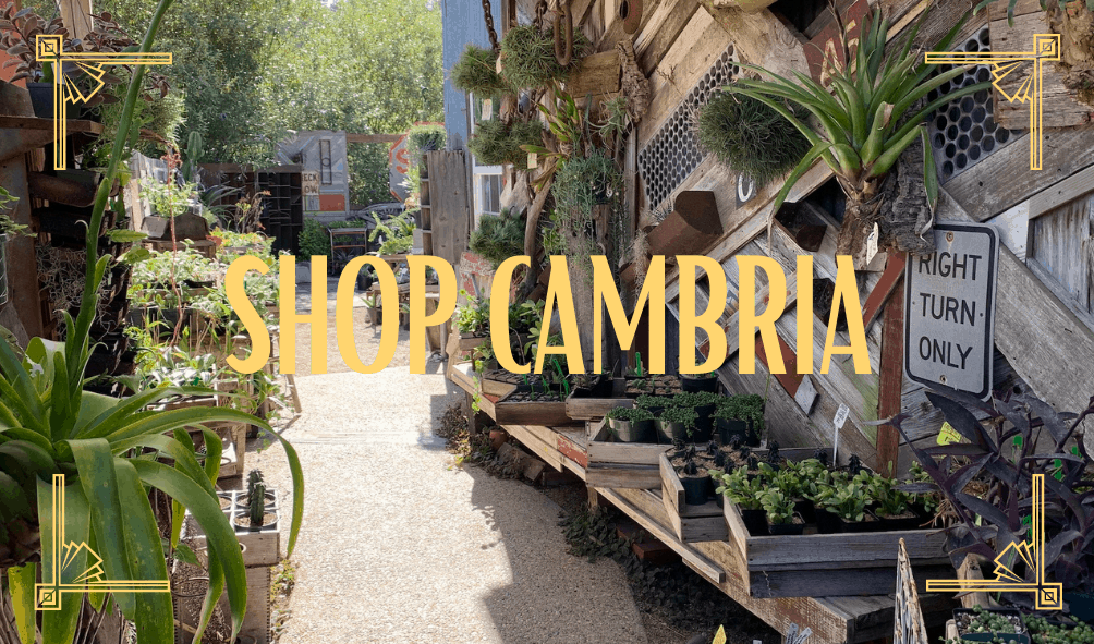 Click this link to learn about our favorite stores in Cambria, CA