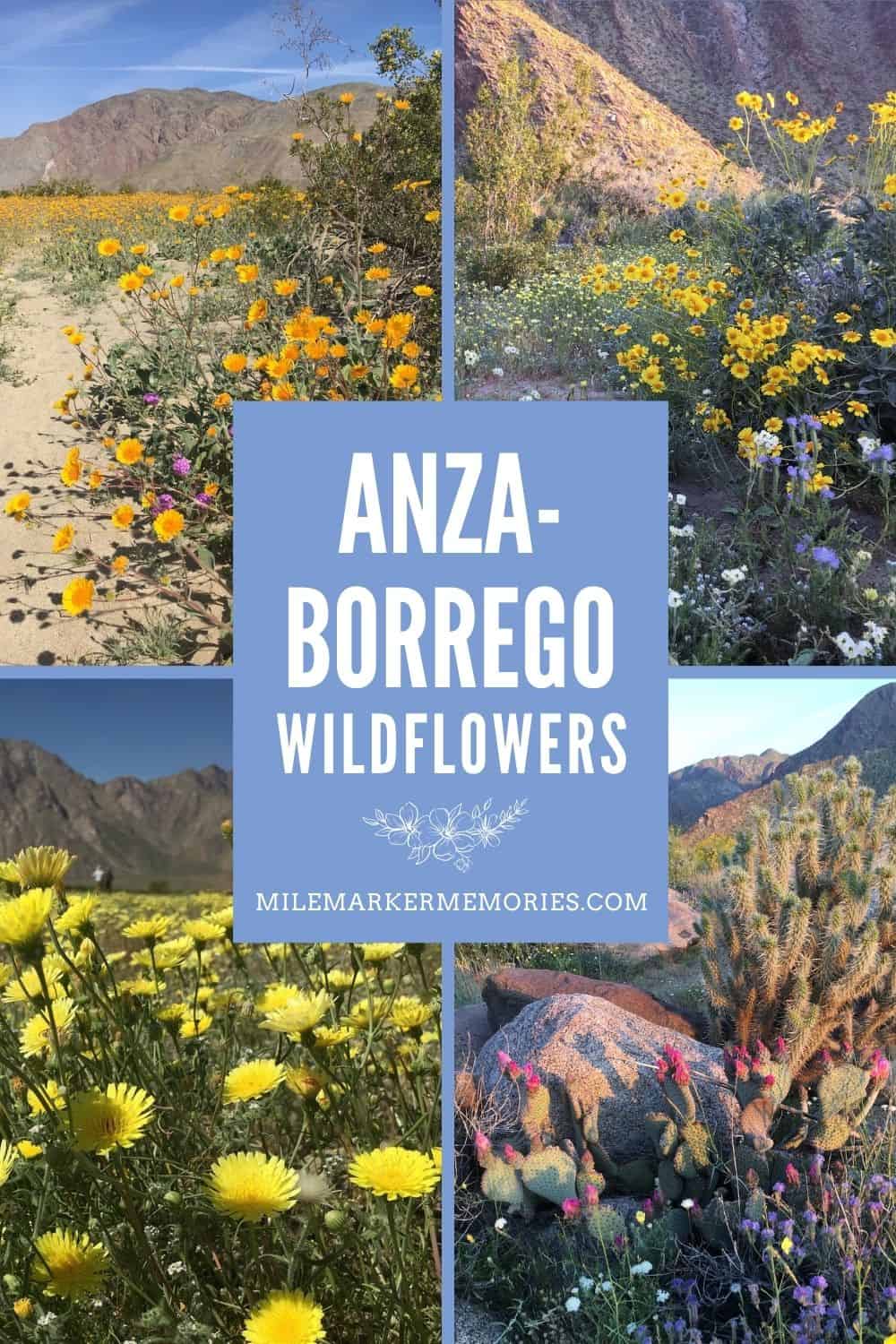 ANZA-BORREGO WILDFLOWERS
