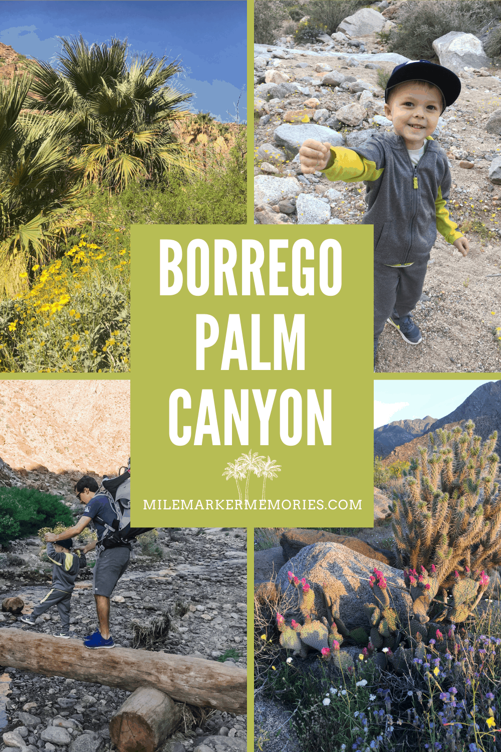 Borrego Palm Canyon Hike with kids