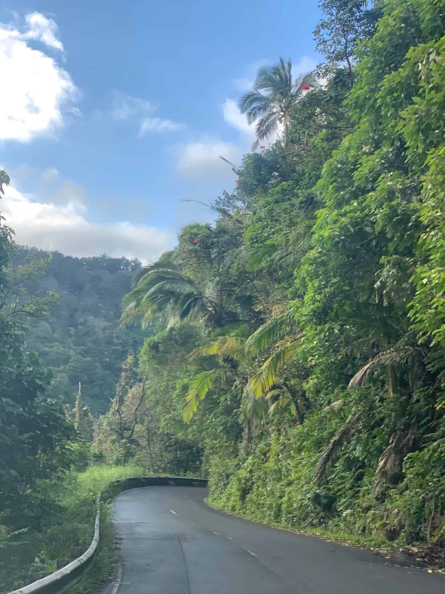 OUR FAVORITE ROAD TO HANA STOPS