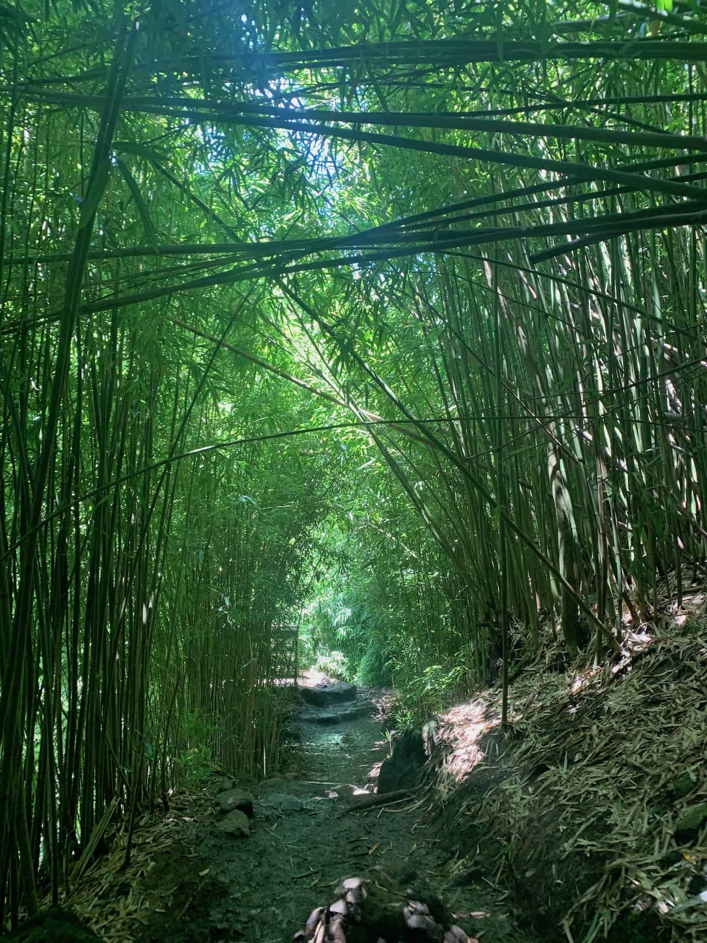THE PIPIWAI TRAIL – MAUI’S BAMBOO FOREST